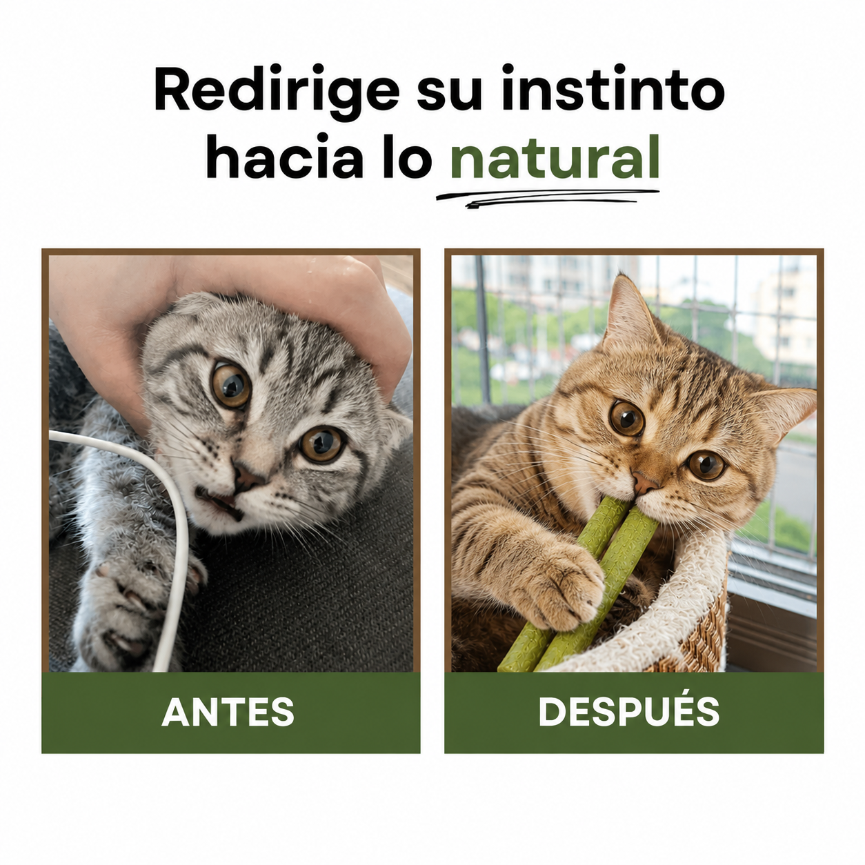 Pack Palitos Naturales